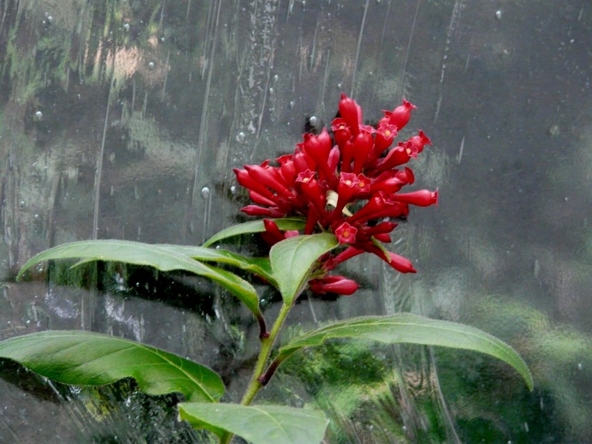 Regentropfen die an mein Fenster klopfen.........