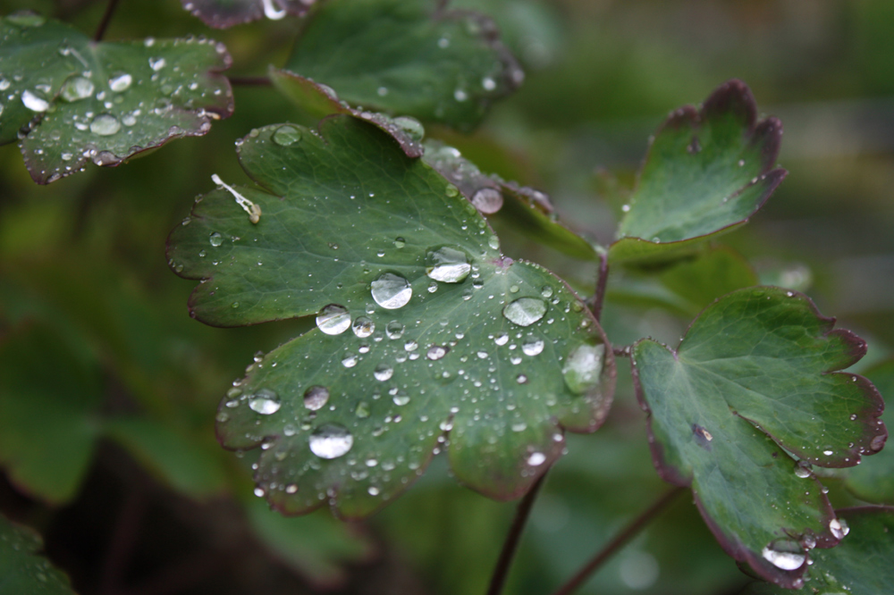 Regentropfen, die von den Blättern tropfen