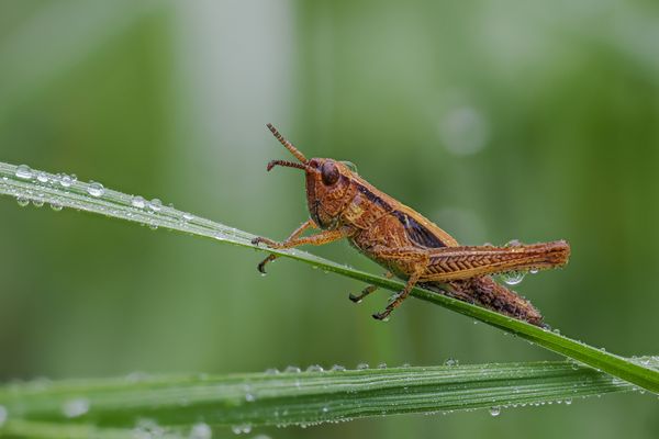 R°E°G°E°N°T°R°O°P°F°E°N