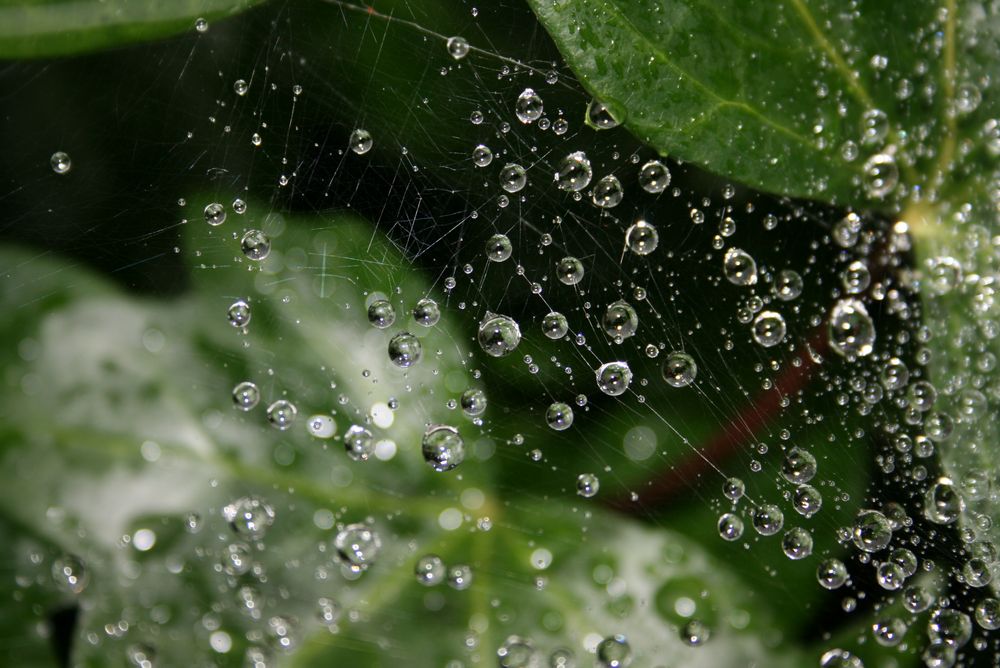 Regentropfen - gefangen im Spinnennetz
