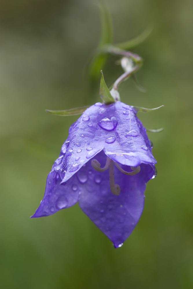 -Regentropfen-Glockenblume -