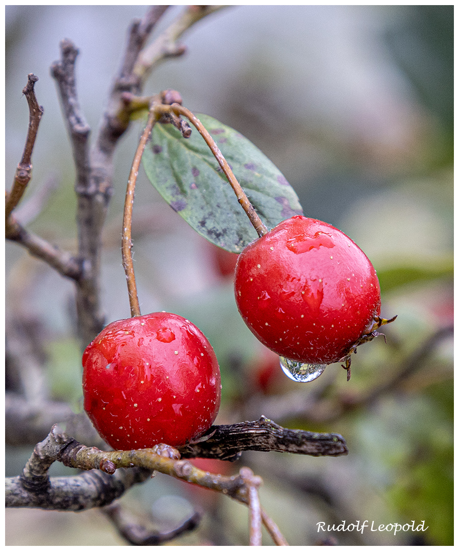 Regentropfen hängen noch an den roten Früchten 