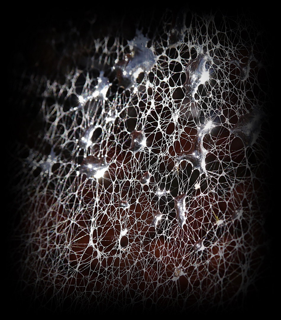 Regentropfen im dichten Spinnennetz