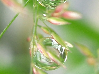 Regentropfen im Gras