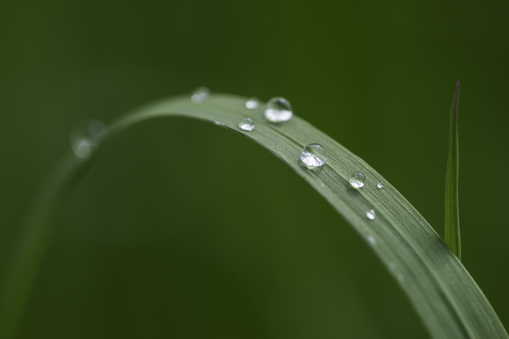 Regentropfen im Gras