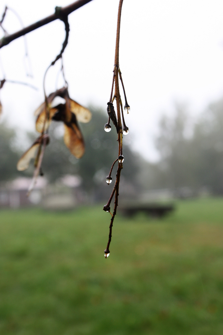 Regentropfen im Herbst