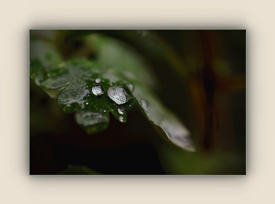 Regentropfen im Laub