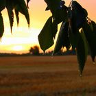 Regentropfen im Sonnenuntergang