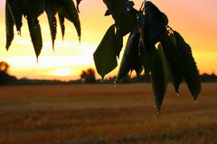 Regentropfen im Sonnenuntergang