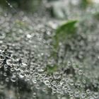 Regentropfen im Spinnennetz 2