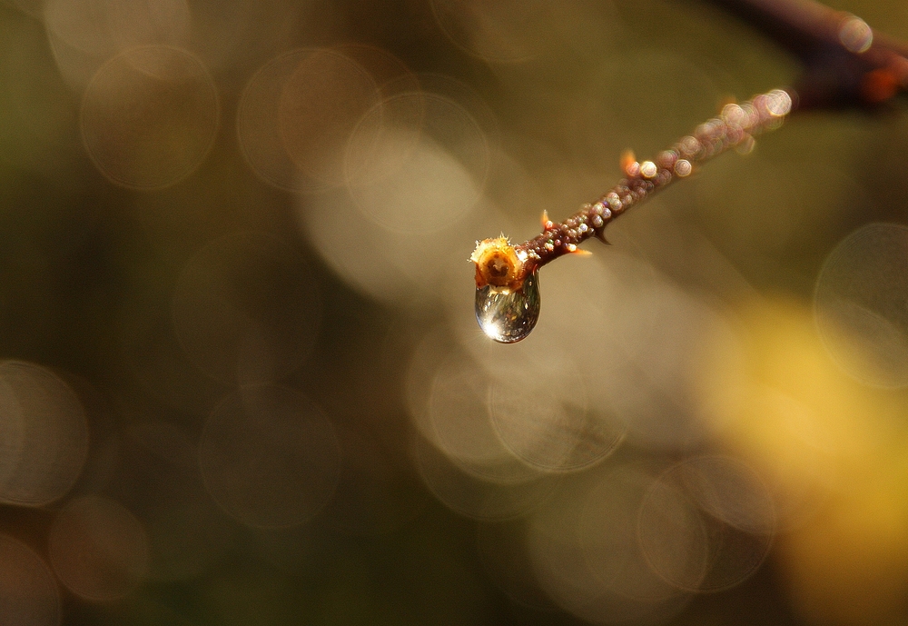 Regentropfen in der Abendsonne.