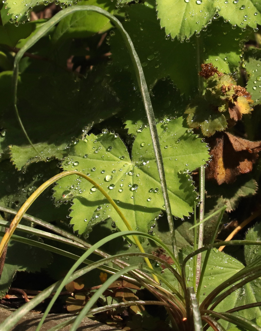 Regentropfen in der Sonne 