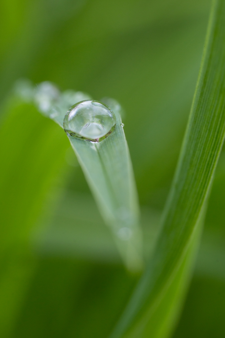 Regentropfen in grüner Umgebung