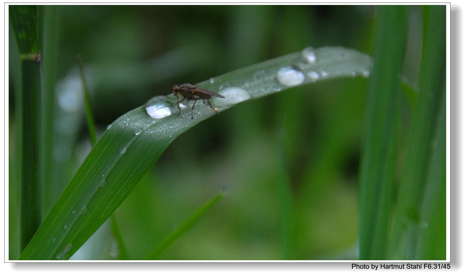 Regentropfen (la gota de lluvia)