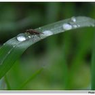 Regentropfen (la gota de lluvia)