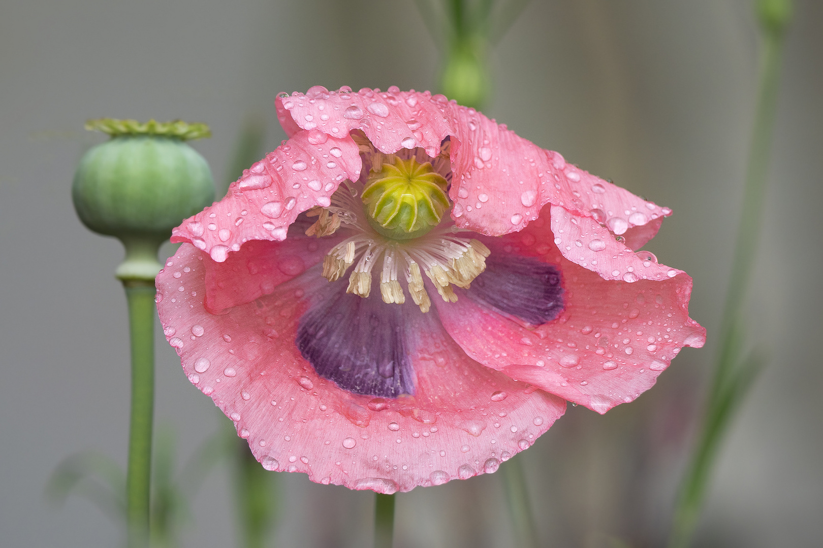 Regentropfen - Mohn 