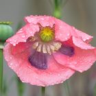 Regentropfen - Mohn 