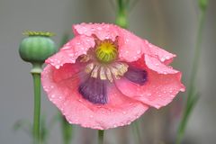 Regentropfen - Mohn 