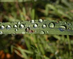 Regentropfen reihen sich aneinander