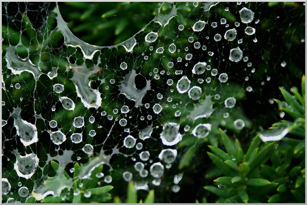 Regentropfen treffen Spinnennetz