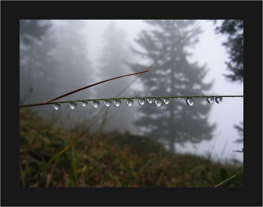 Regentropfen vor Nebelwand