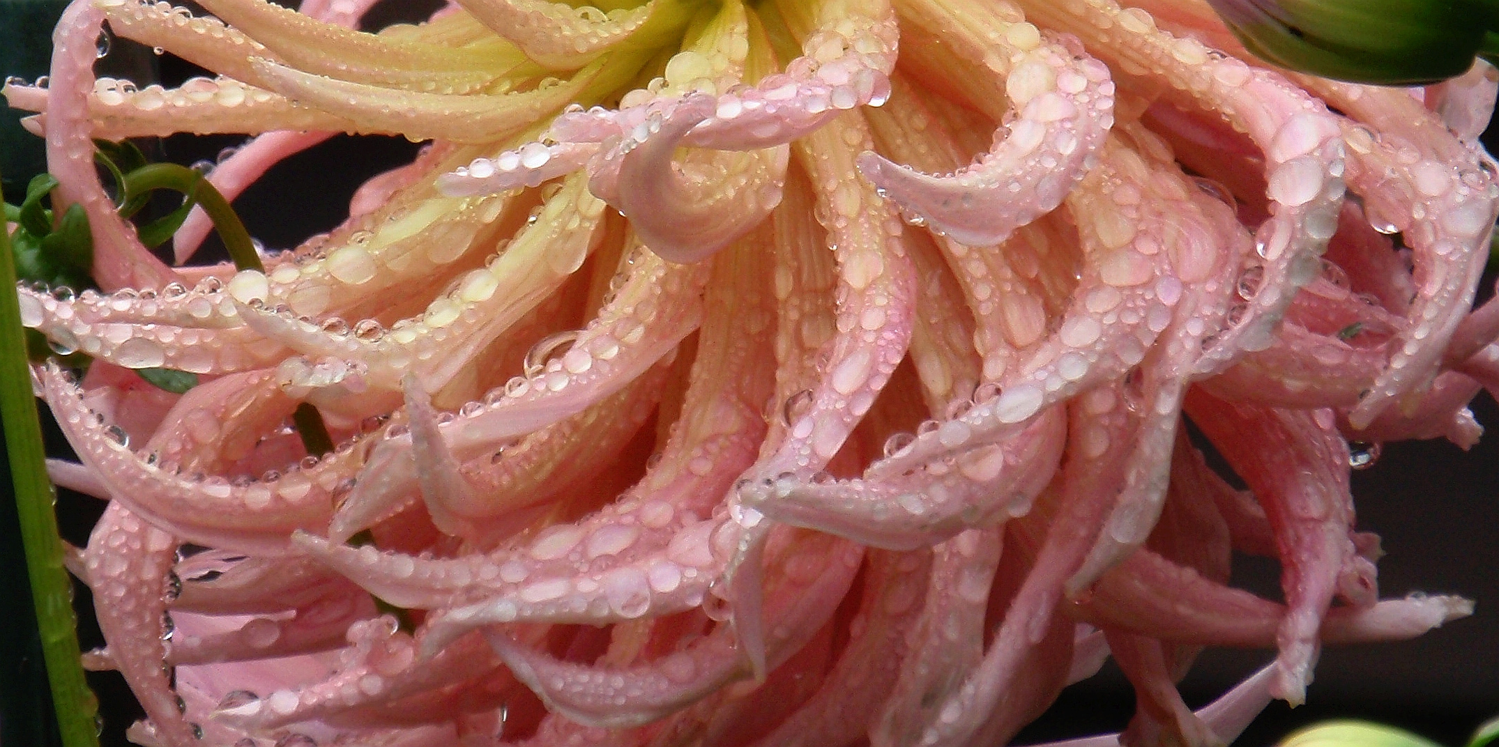 Regentropfen zieren diese Kaktusdahlie