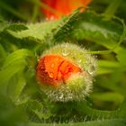 Regentropfenblume_2_Mohn