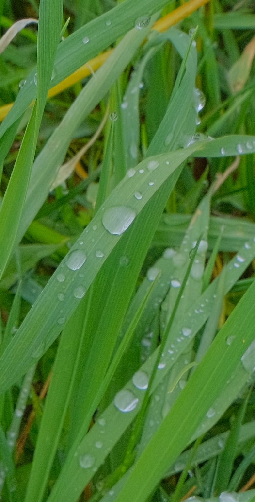 Regentrpfen (gotas de lluvia)