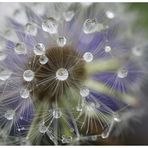 Regenuniversum so schön!