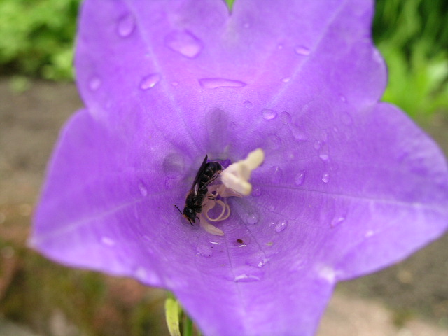 Regenversteck...