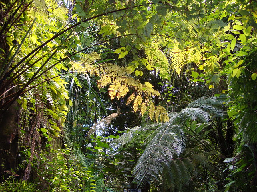 Regenwald von Anita Podesser