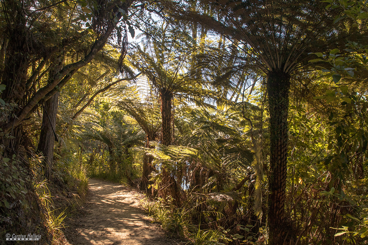  Regenwald  Foto Bild australia oceania new zealand 