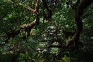 Regenwald von Sweet Ness