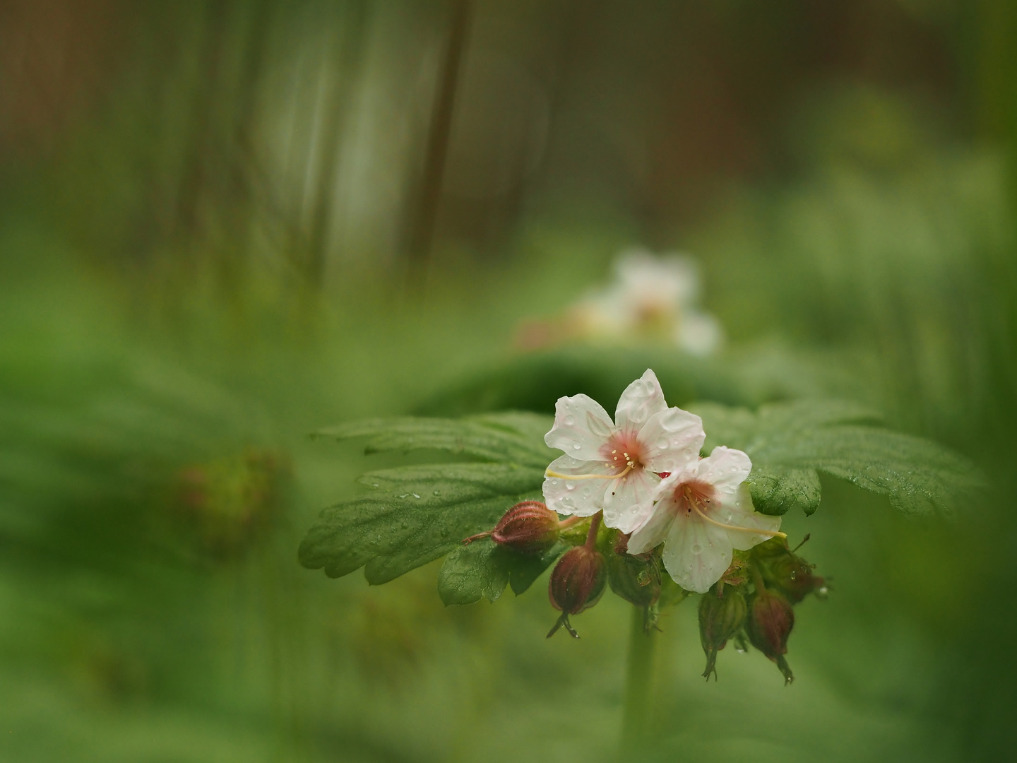 Regen.Wald.