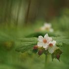 Regen.Wald.