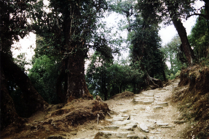 Regenwald am Annapurna in Nepal von M.B.Sosa 