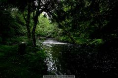 Regenwald am Diana Creek in der Nähe von Prince Rupert, British Columbia, Kanada