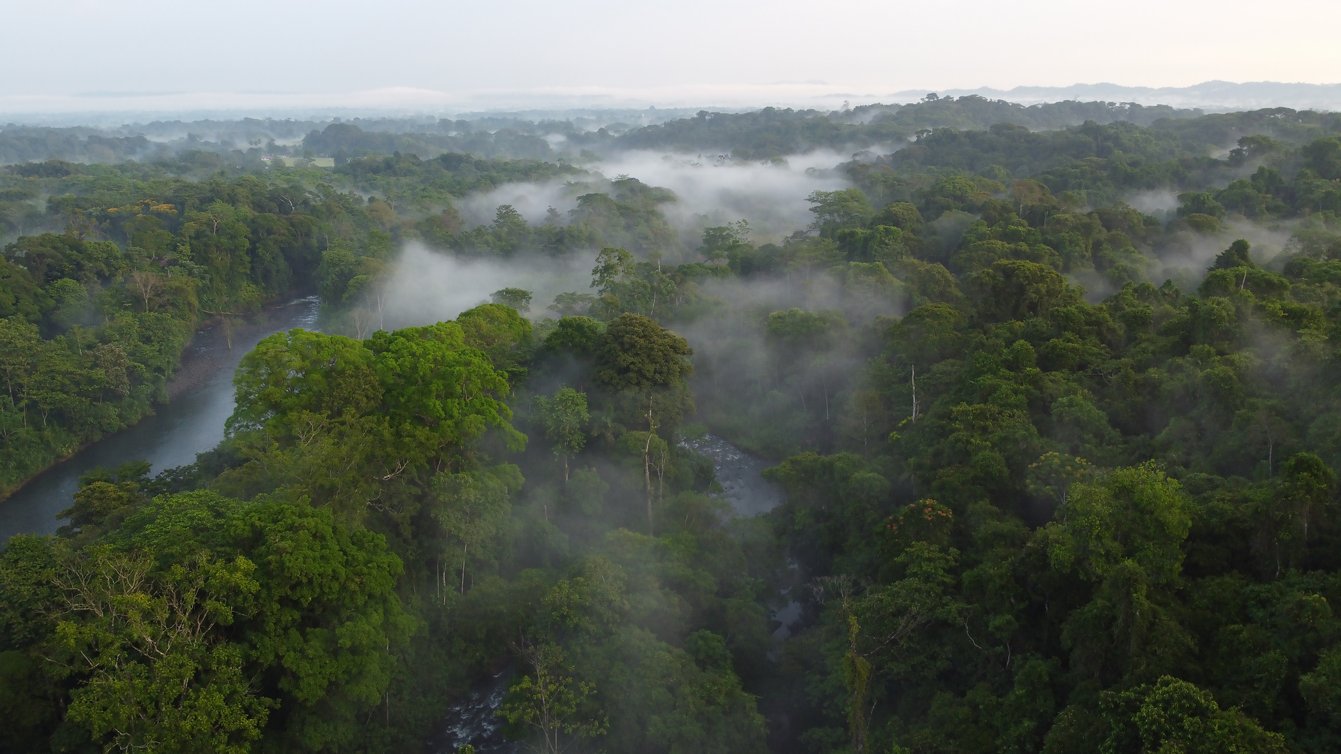 Regenwald am Rio Sarapiqui