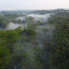 Regenwald am Rio Sarapiqui