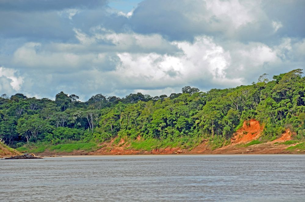 Regenwald am Rio Tambopata 