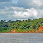 Regenwald am Rio Tambopata 