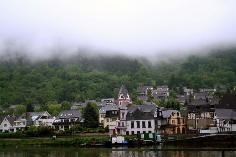 Regenwald an der Mosel