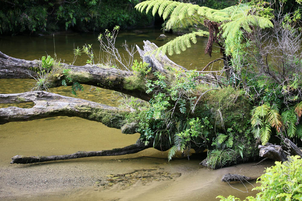 Regenwald an der Westküste, NZ