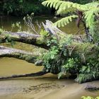 Regenwald an der Westküste, NZ