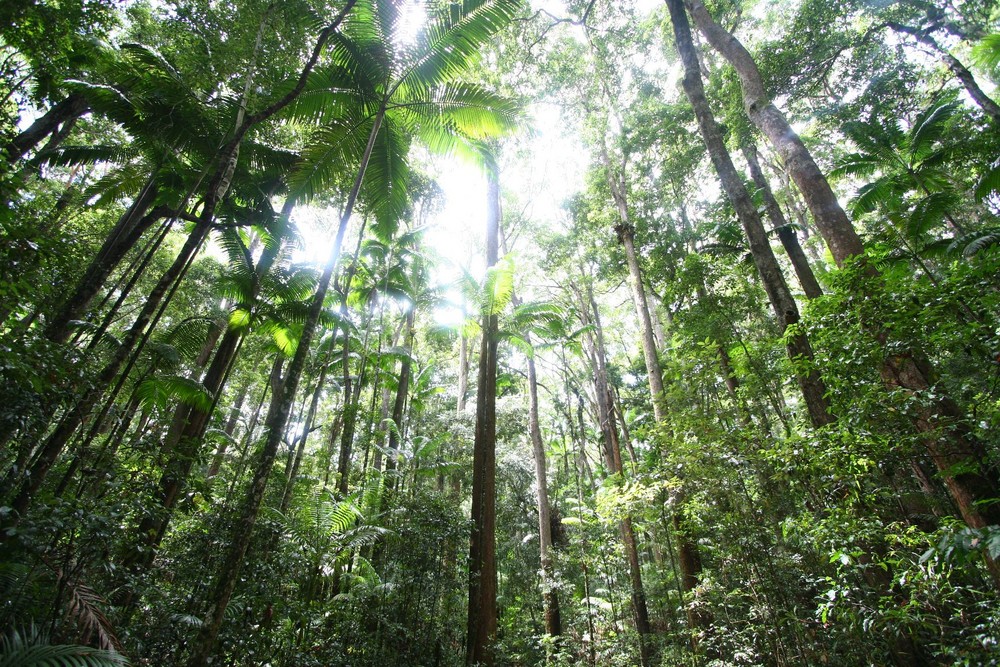 Regenwald auf Fraser Island