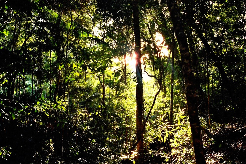 Regenwald auf Fraser Island