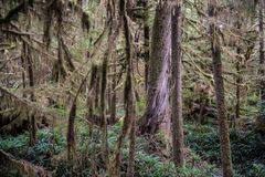 Regenwald  auf Vancouver Island   DSC_1179