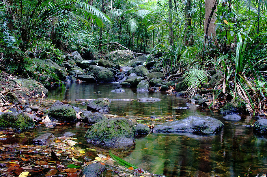 Regenwald bei Cairns