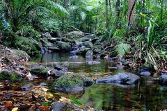 Regenwald bei Cairns