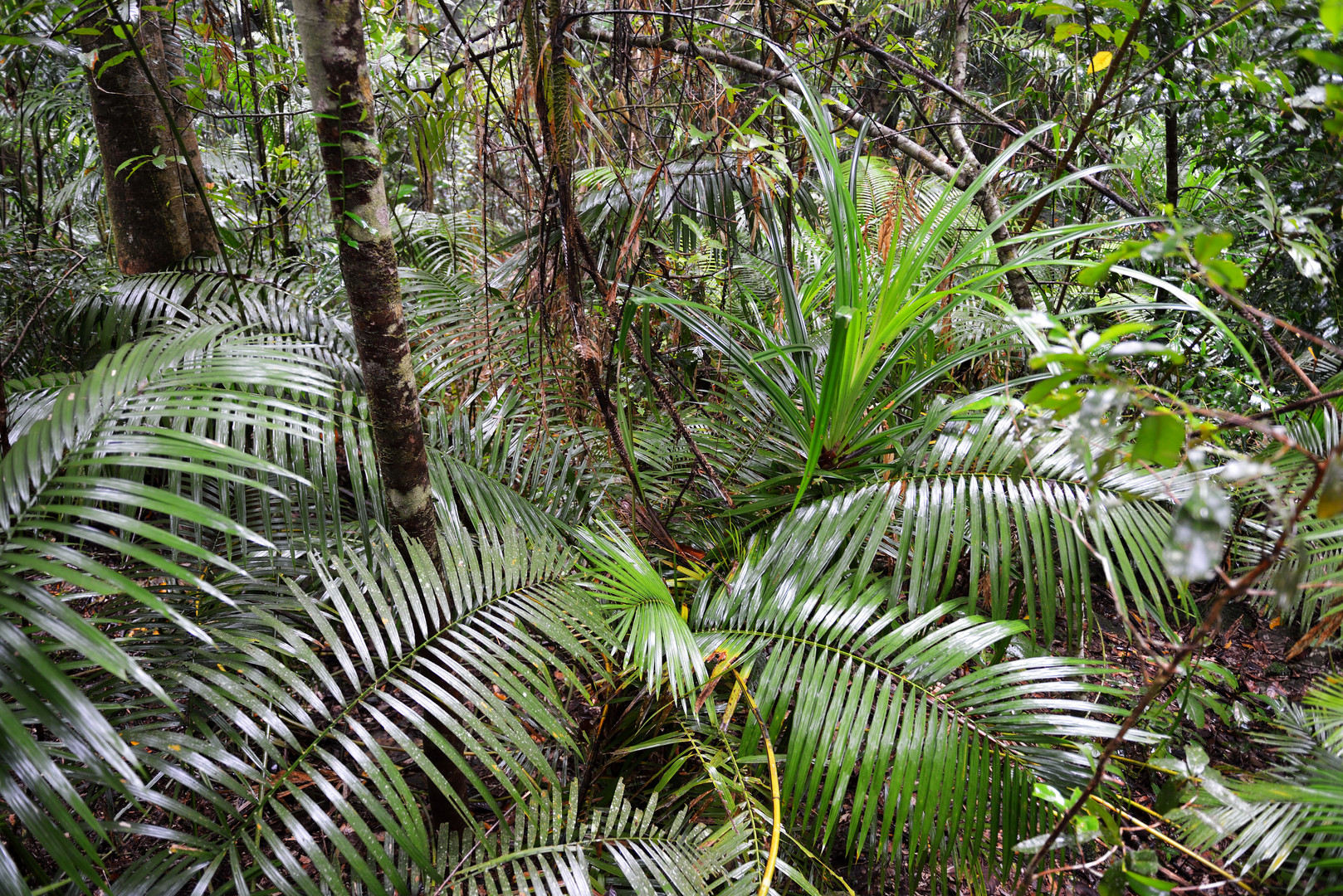 Regenwald bei Kuranda 1